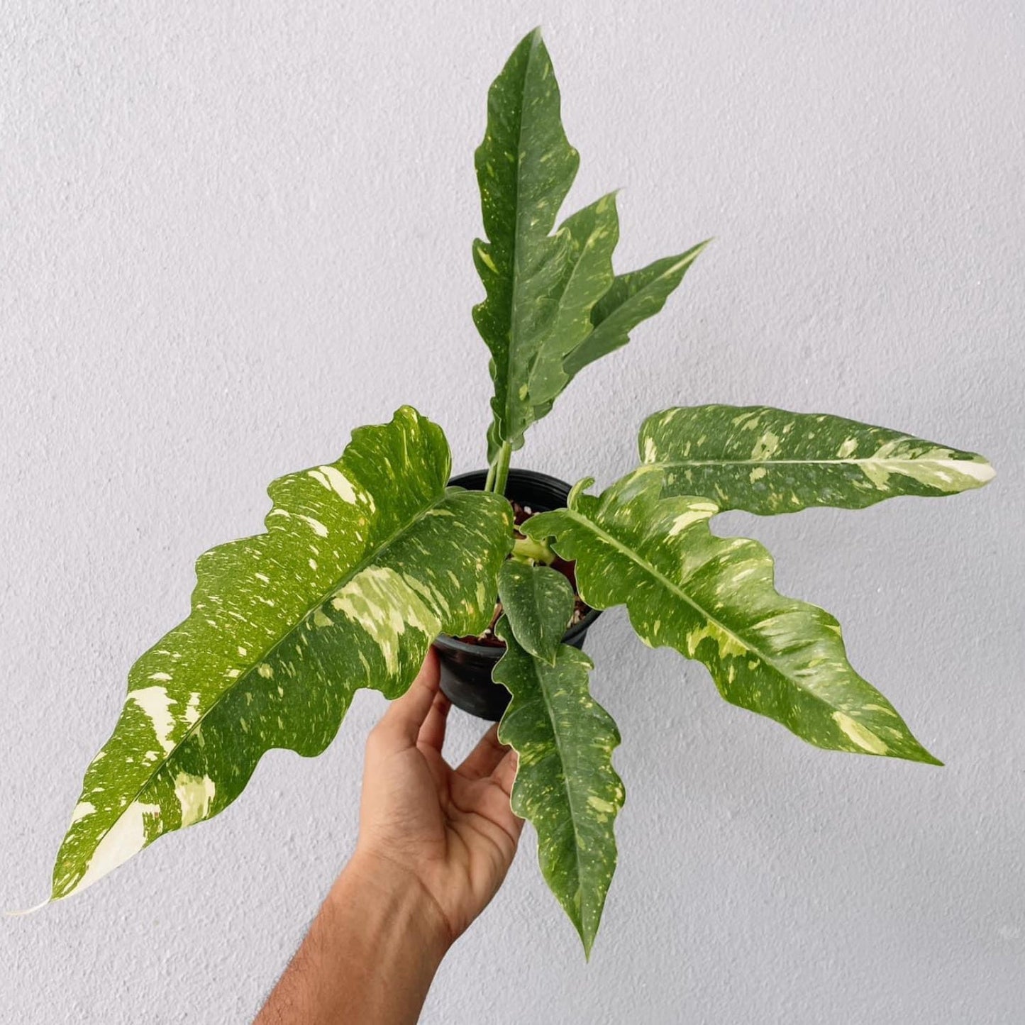 Philodendron Ring of Fire Variegated  Plant With POT