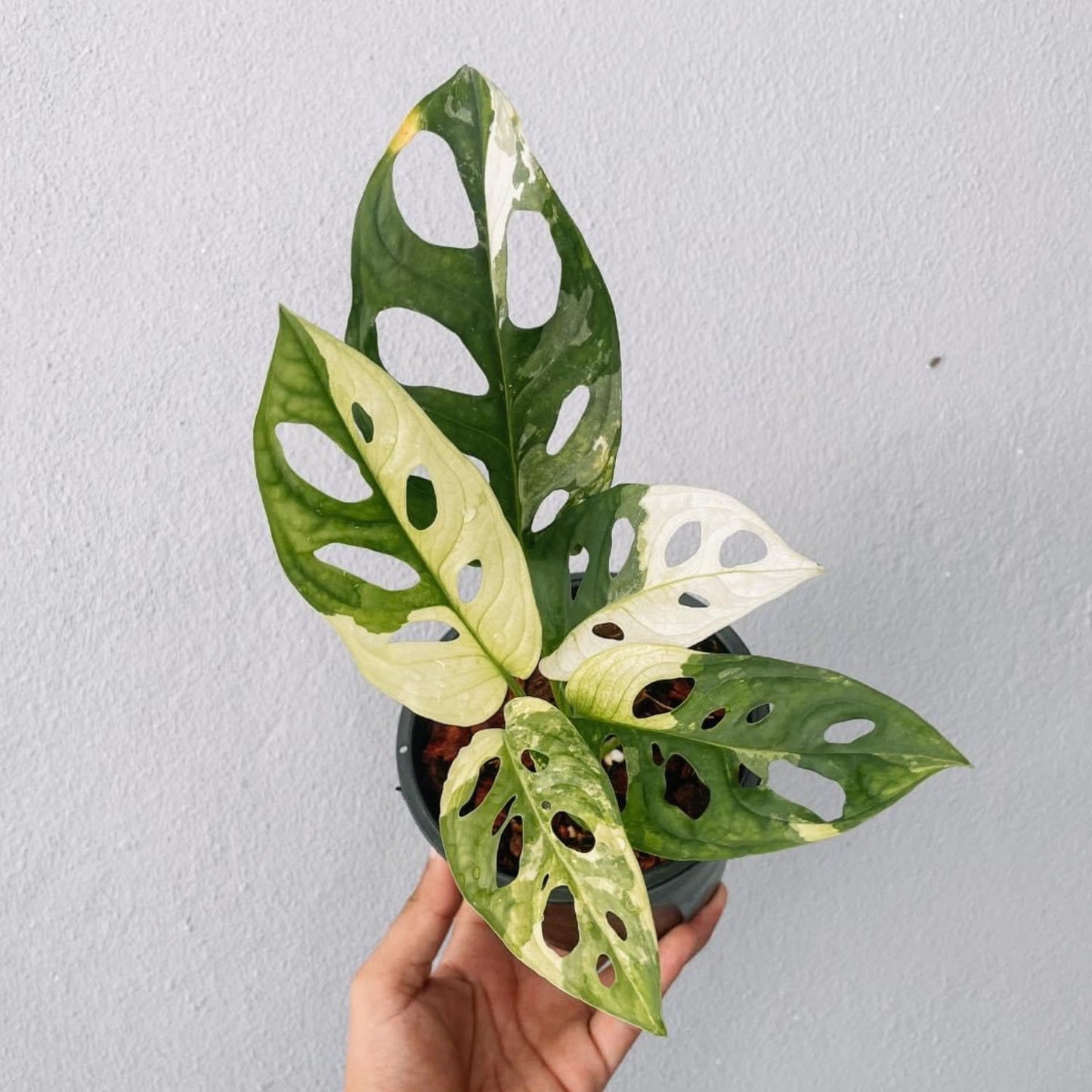 Monstera Adansonii Variegated Plant