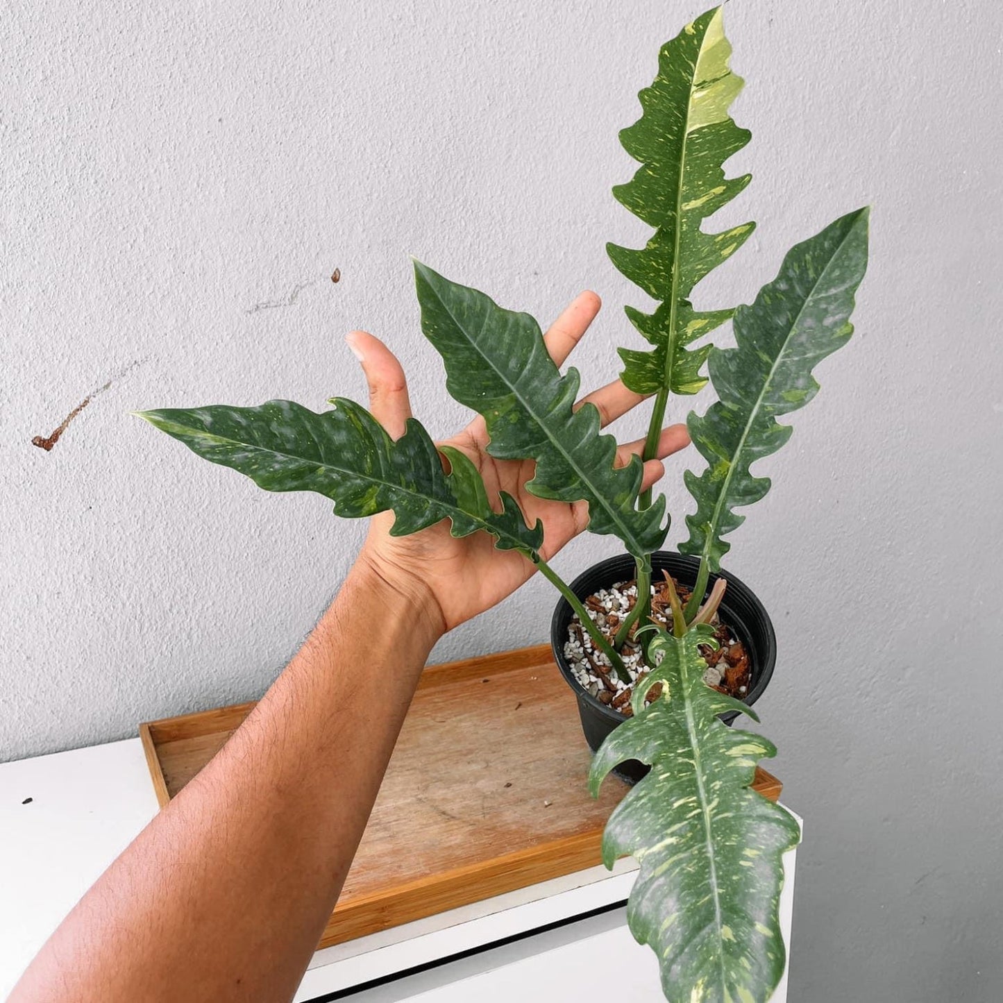 Philodendron Ring of Fire Variegated  Plant With POT