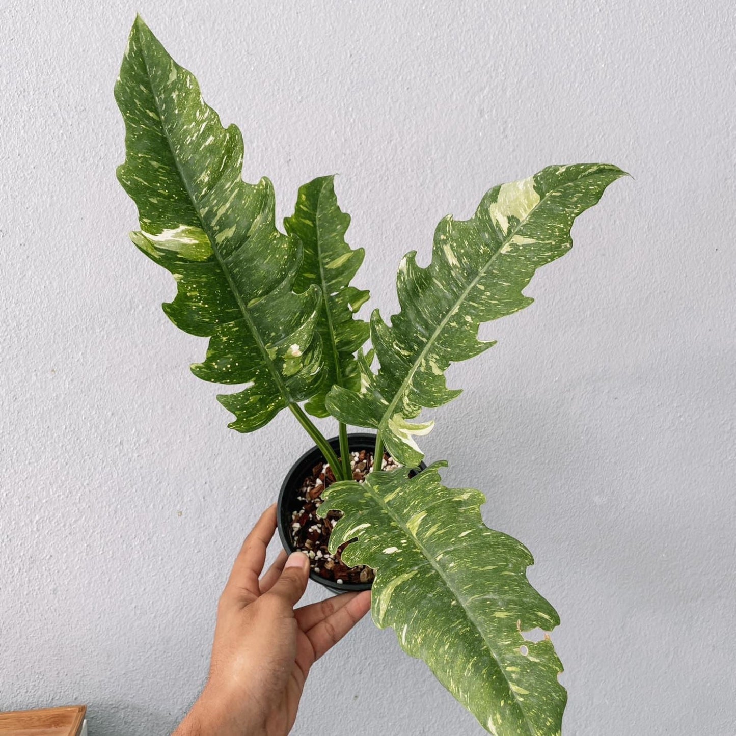 Philodendron Ring of Fire Variegated  Plant With POT