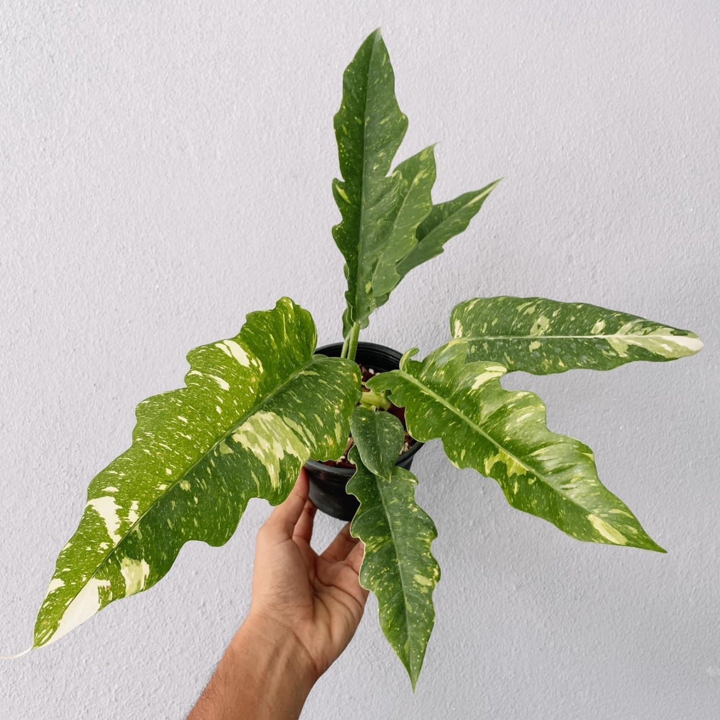 Philodendron Ring of Fire Variegated  Plant With POT
