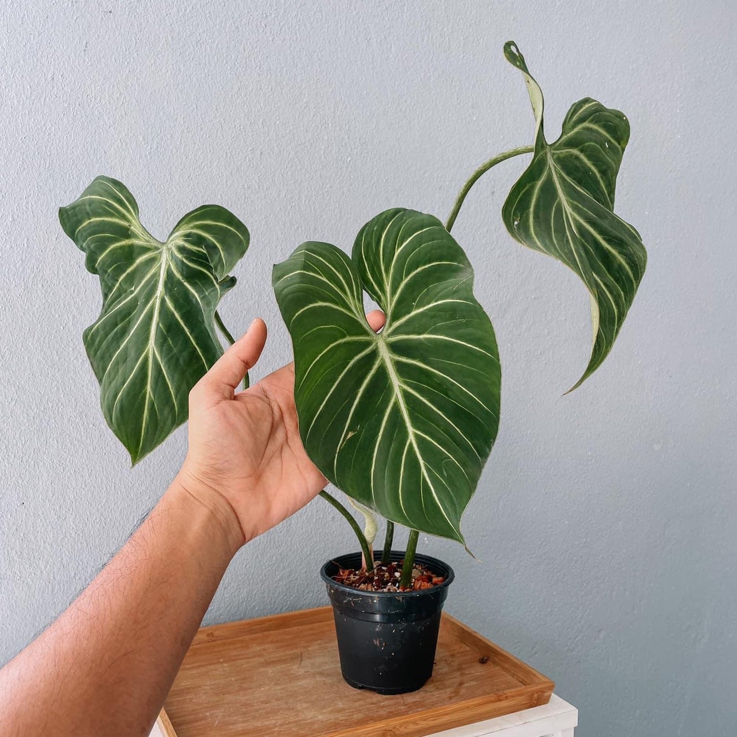 Philodendron Gloriosum Plant With POT