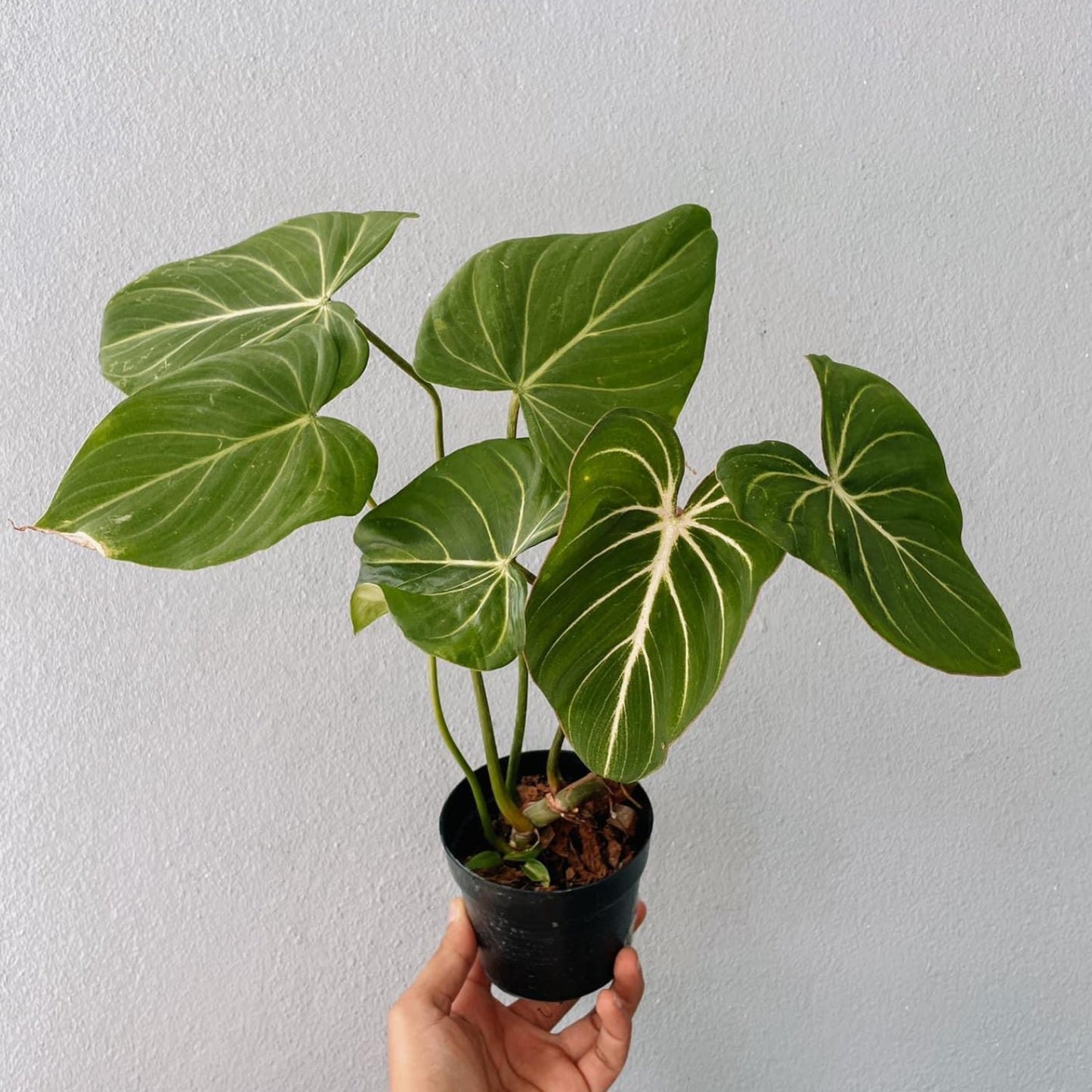 Philodendron Gloriosum Plant With POT