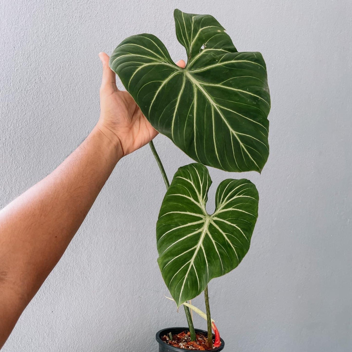 Philodendron Gloriosum Plant With POT