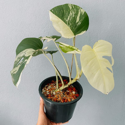 Monstera Variegated Albo Plant With POT