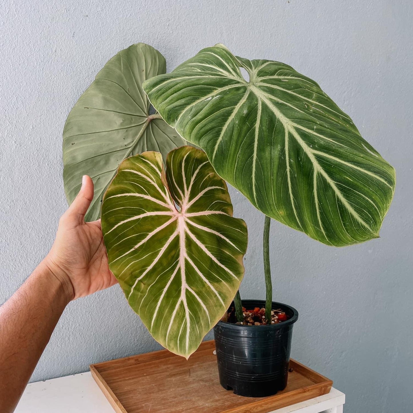 Philodendron Gloriosum Plant With POT