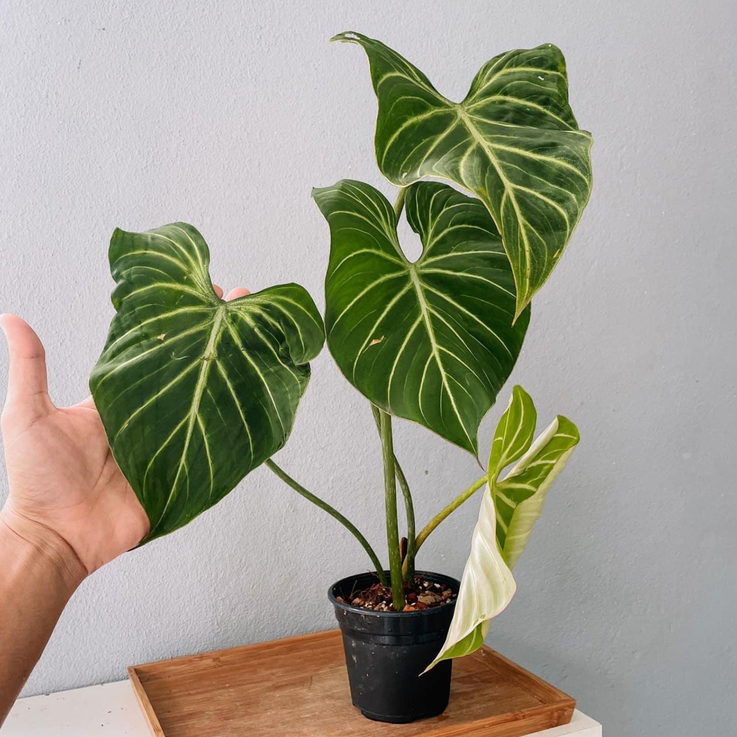 Philodendron Gloriosum Plant With POT