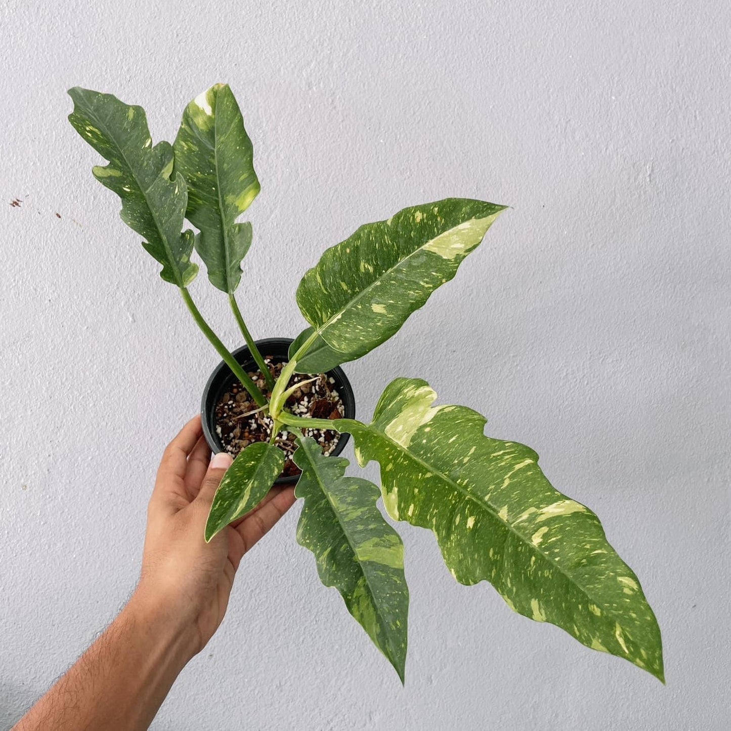 Philodendron Ring of Fire Variegated  Plant With POT