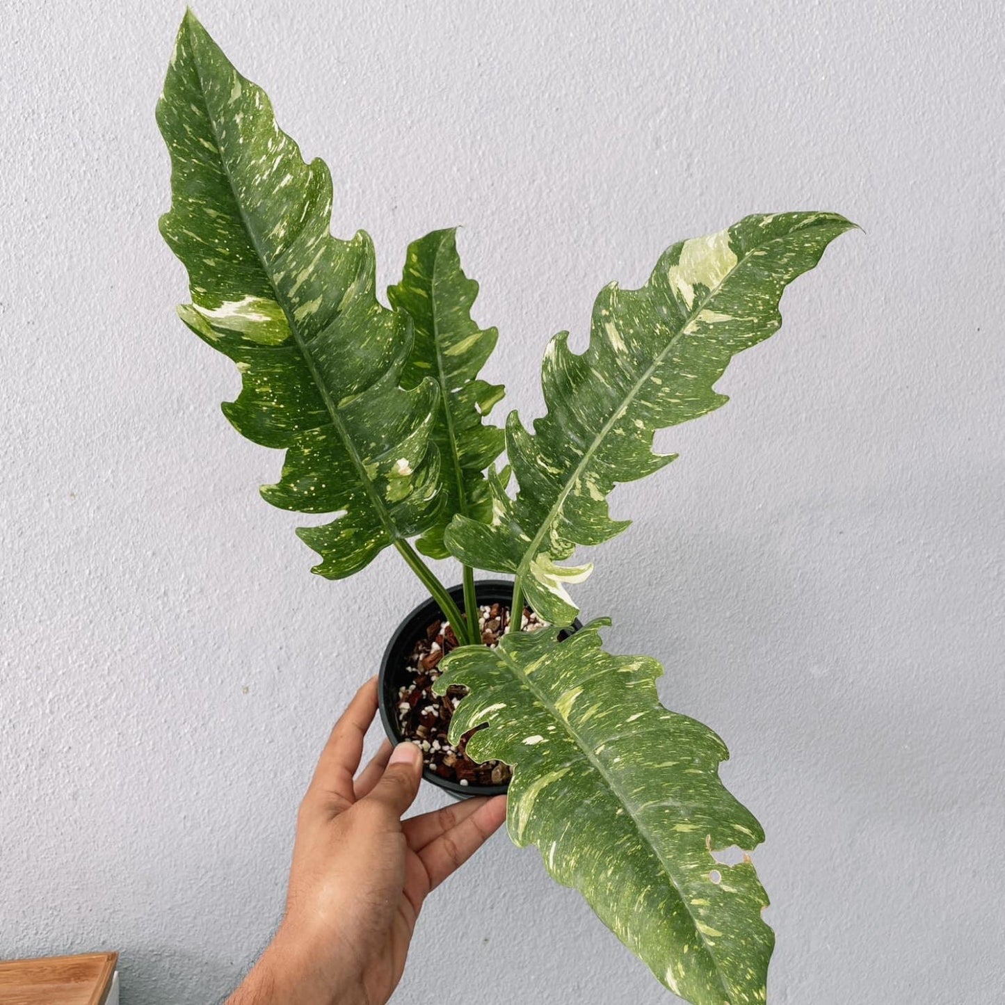 Philodendron Ring of Fire Variegated  Plant With POT