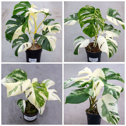 Monstera Albo Variegated Plant with Pot