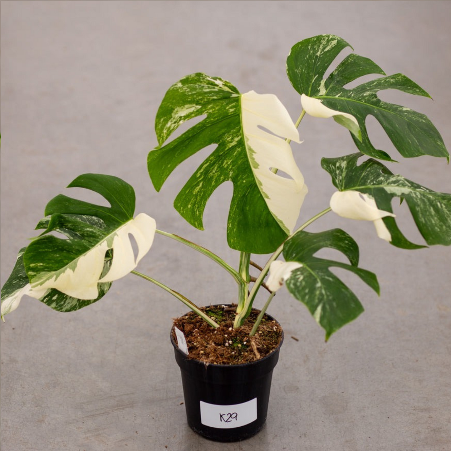 Monstera Albo Variegated Plant with Pot