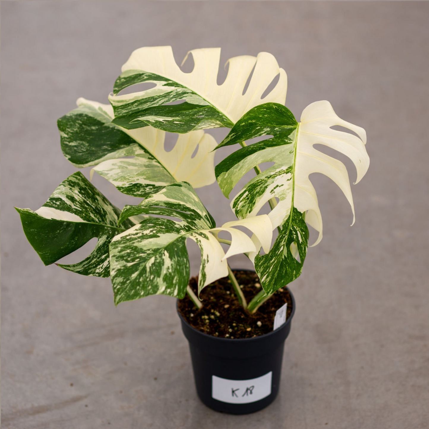 Monstera Albo Variegated Plant with Pot