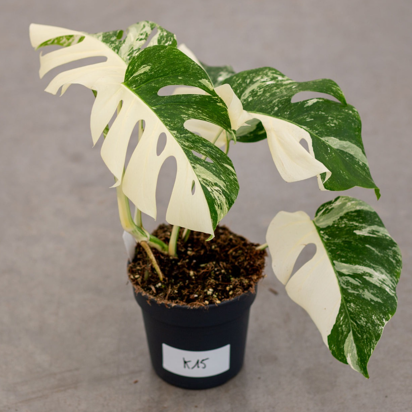Monstera Albo Variegated Plant with Pot