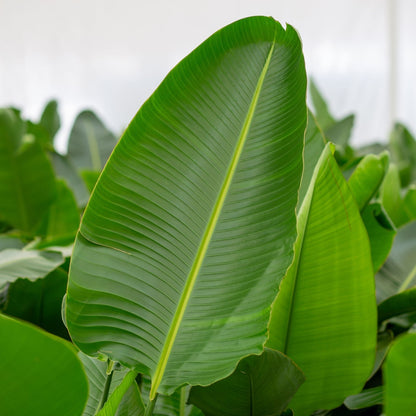 Strelitzia Nicolai140 cm Live Plant with Pot