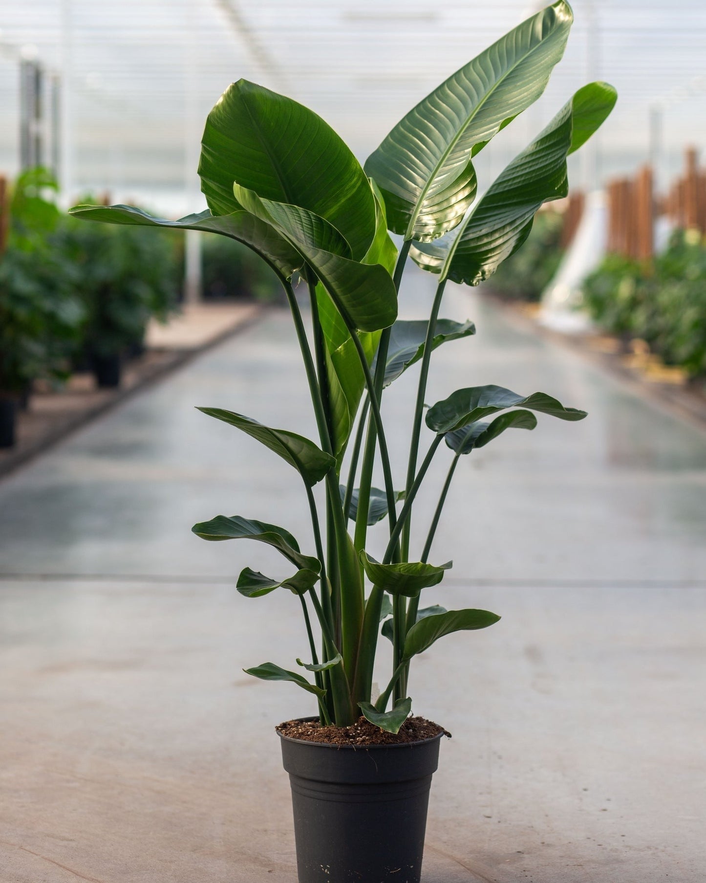 Strelitzia Nicolai140 cm Live Plant with Pot