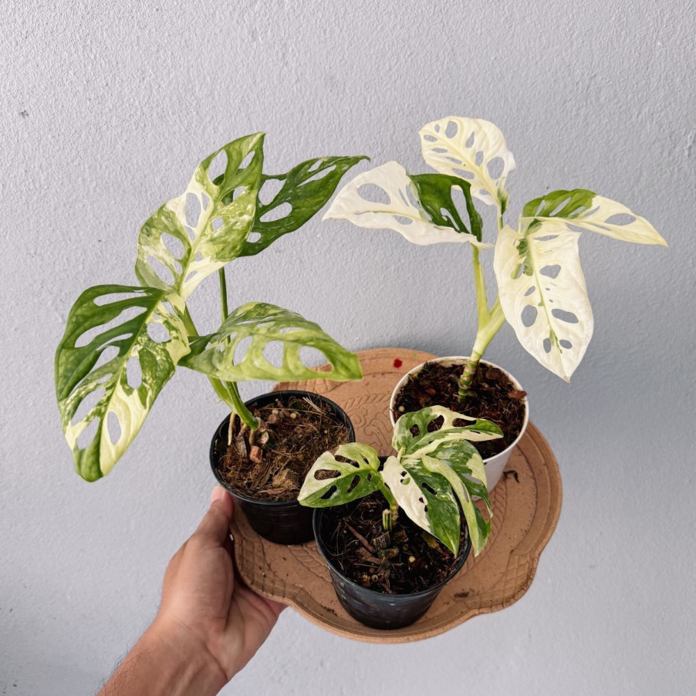 Monstera Adansonii Variegated Plant