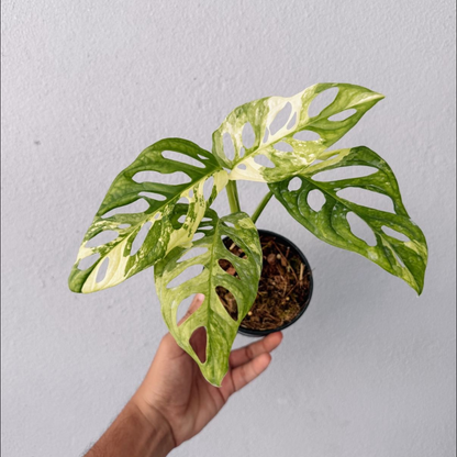 Monstera Adansonii Variegated Plant