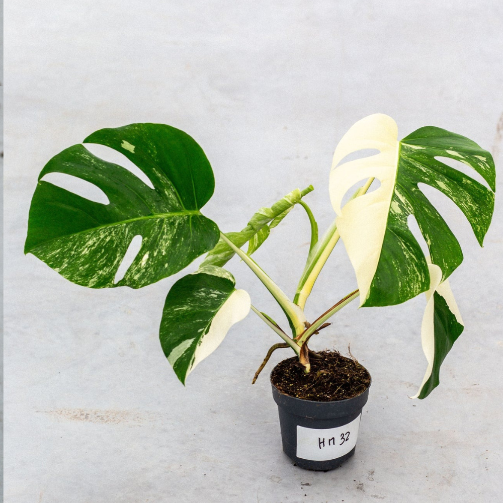 Monstera Half Moon Plant Part 2