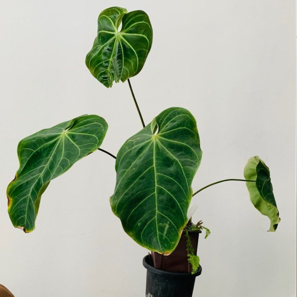Anthurium Regale Rare Plant with Pot