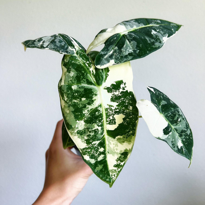 Alocasia Frydek Variegata Plant with Pot
