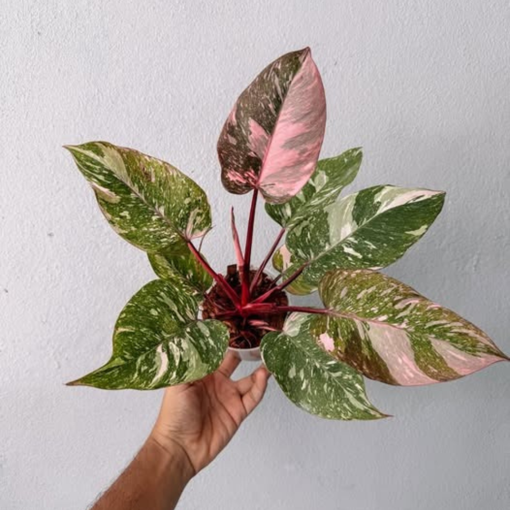 Philodendron Galaxy Marble Pink Princess Variegated