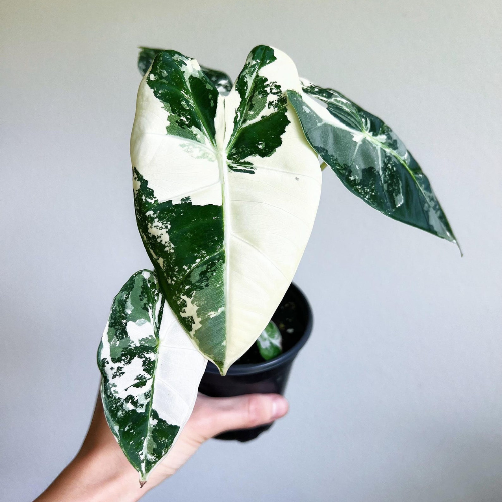Alocasia Frydek Variegata Plant with Pot