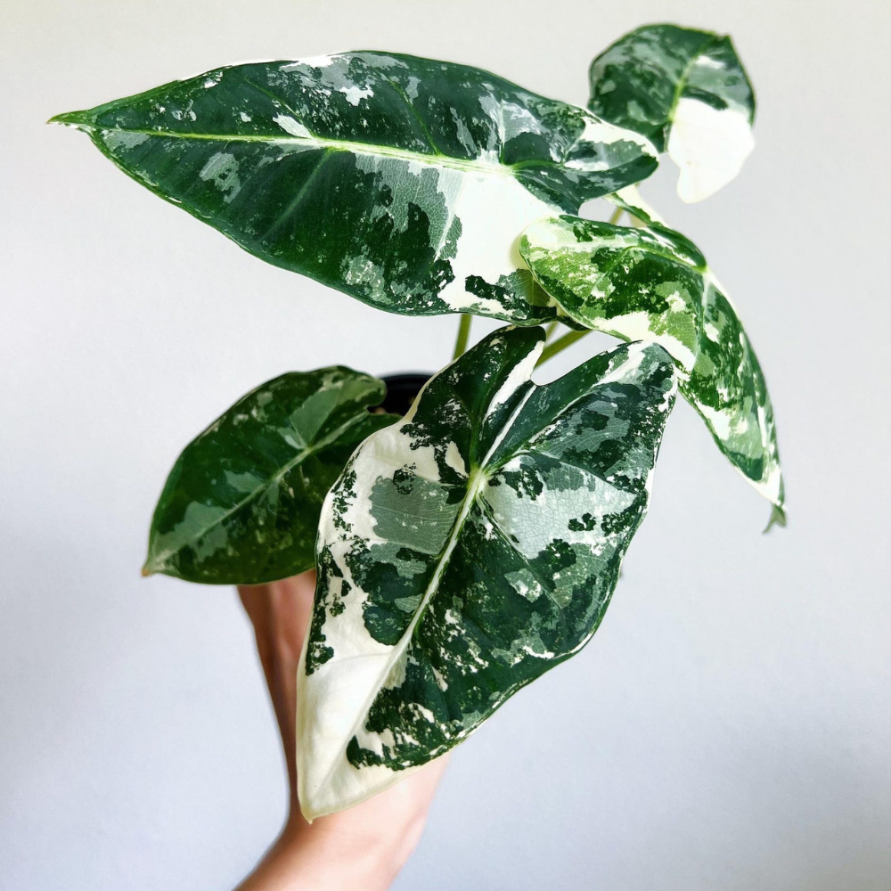 Alocasia Frydek Variegata Plant with Pot