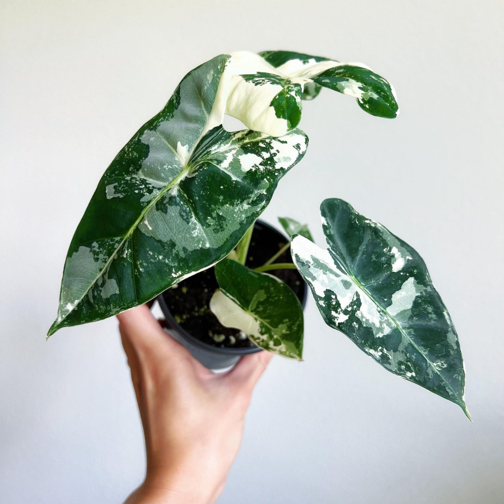 Alocasia Frydek Variegata Plant with Pot
