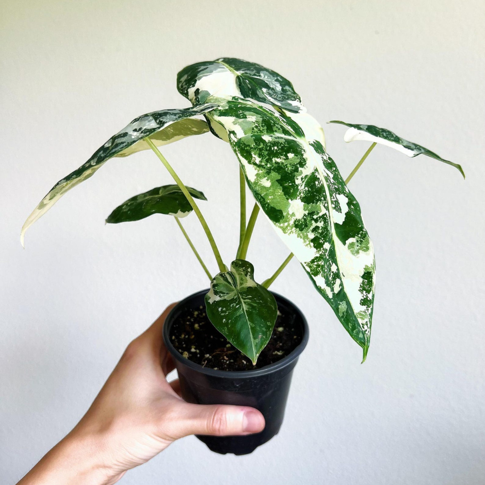 Alocasia Frydek Variegata Plant with Pot