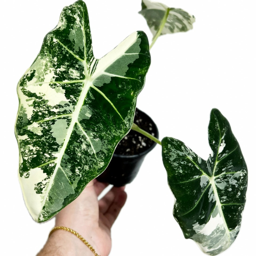Alocasia Frydek Variegata Plant with Pot