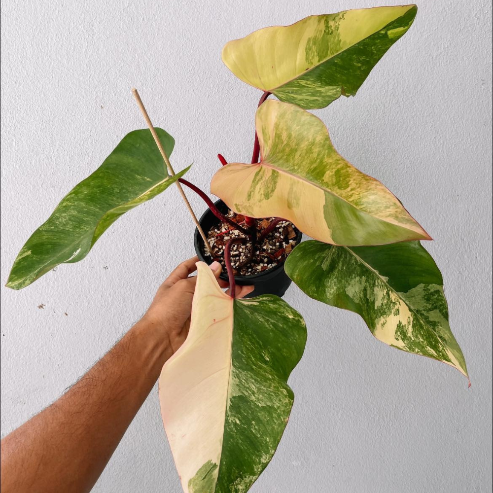 Strawberry Shake Philodendron Plant