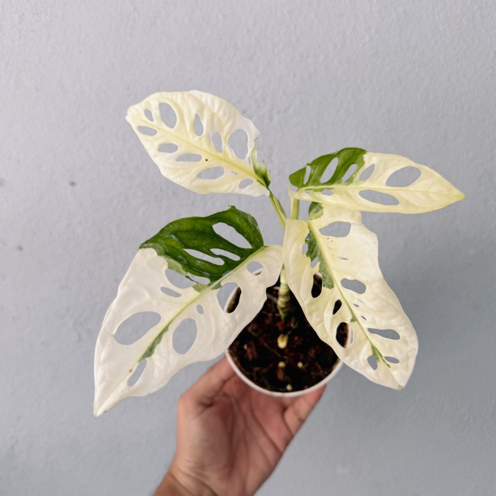 Monstera Adansonii Variegated Plant