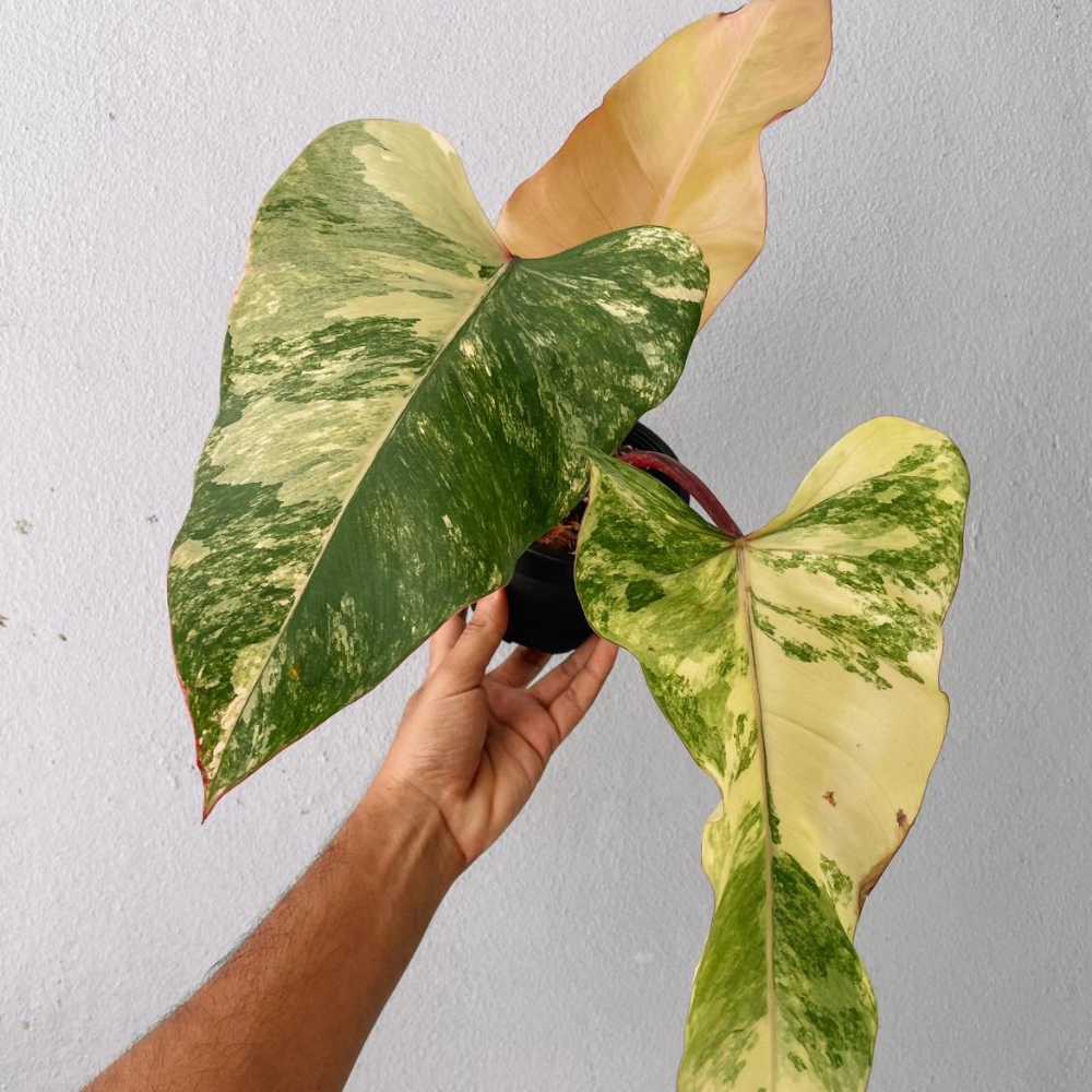 Strawberry Shake Philodendron Plant