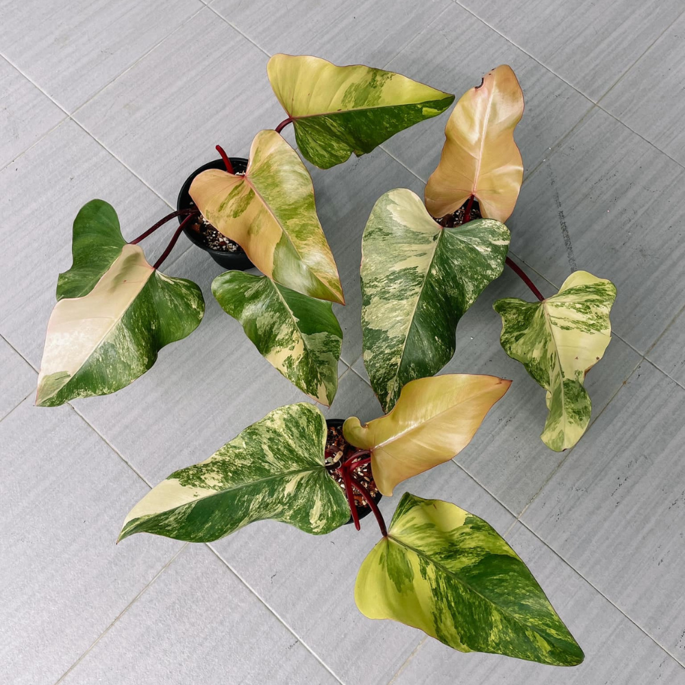 Strawberry Shake Philodendron Plant