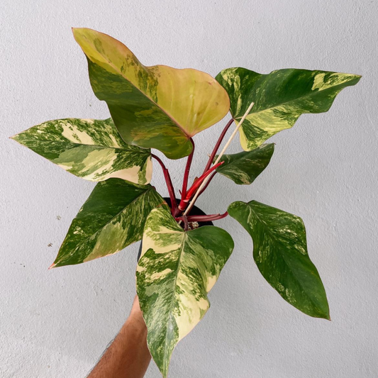 Strawberry Shake Philodendron Plant