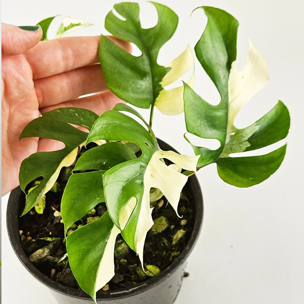 Mini Monstera Rhaphidophora Tetrasperma Variegata