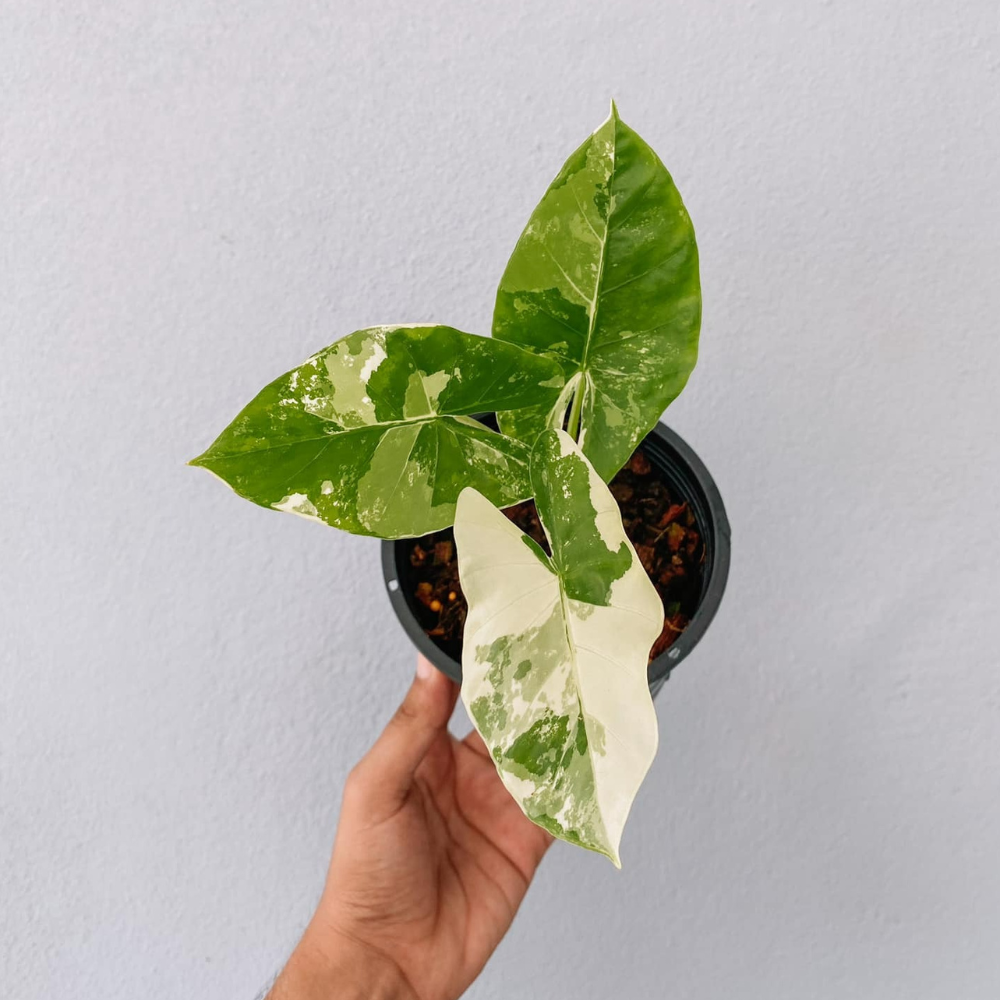 Alocasia Macrorrhiza Albo Variegated Plant