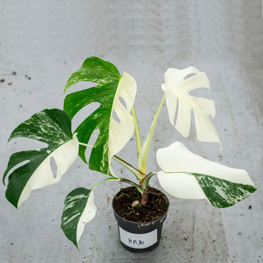 Monstera Half Moon Plant Part 2