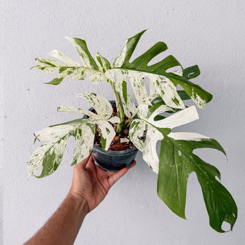 Epi Pinnatum Marble Rare Plant