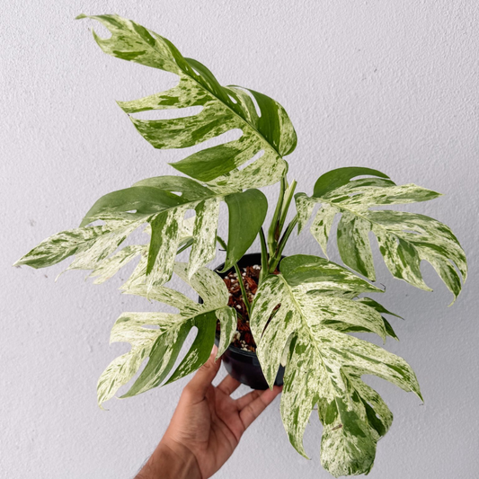 Epi Pinnatum Marble Rare Plant