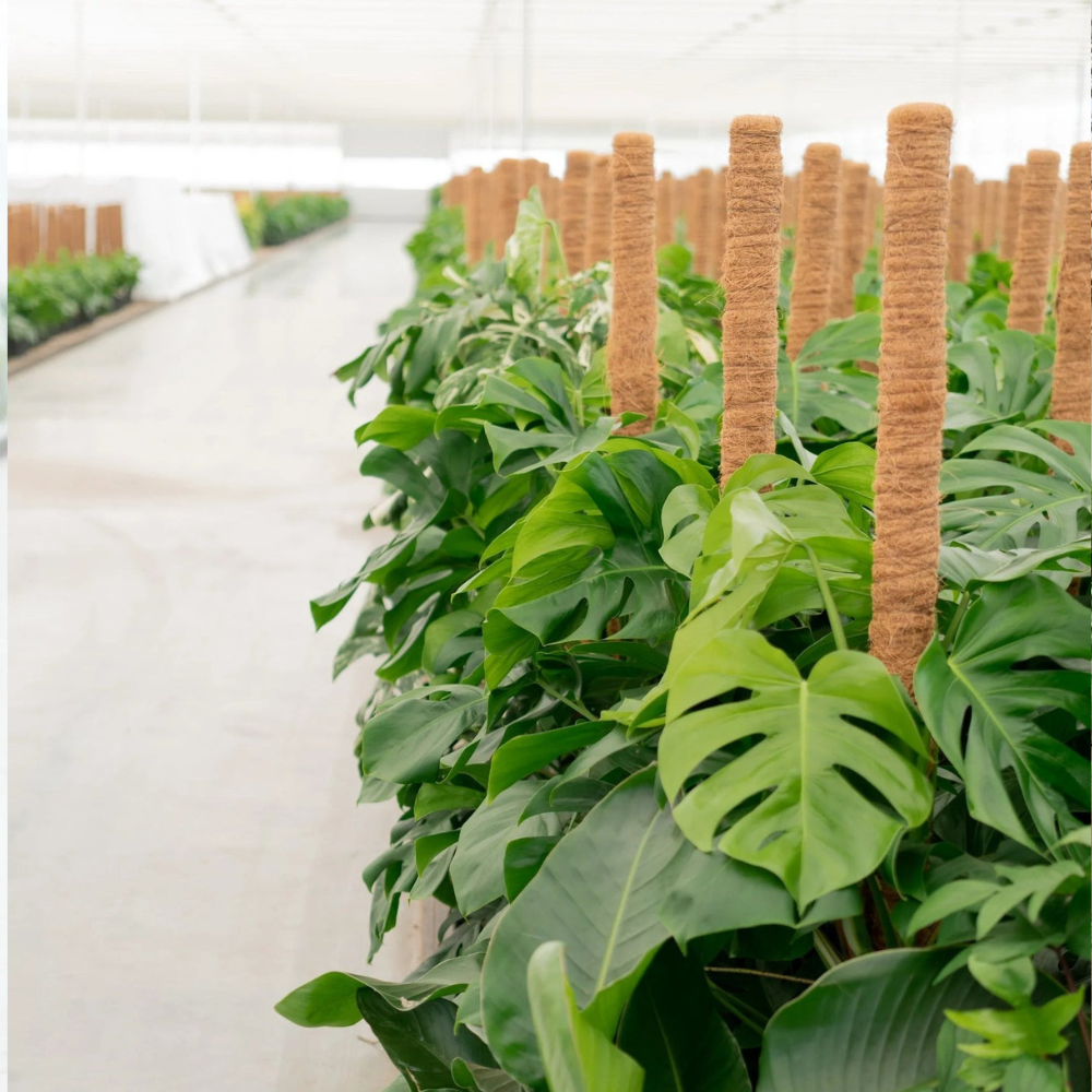 Monstera Deliciosa 120cm Live Real Plant With Pot