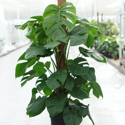 Monstera Deliciosa 120cm Live Real Plant With Pot