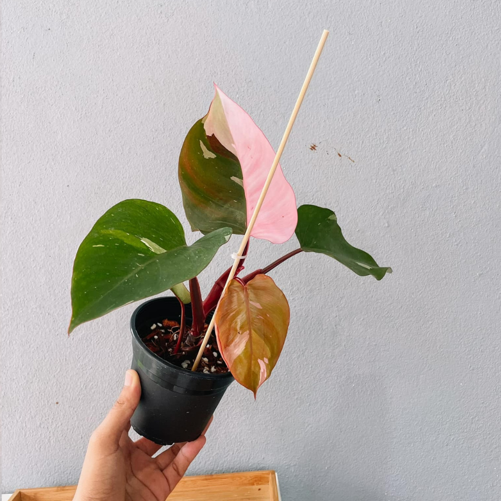 Pink Princess Philodendron Plant