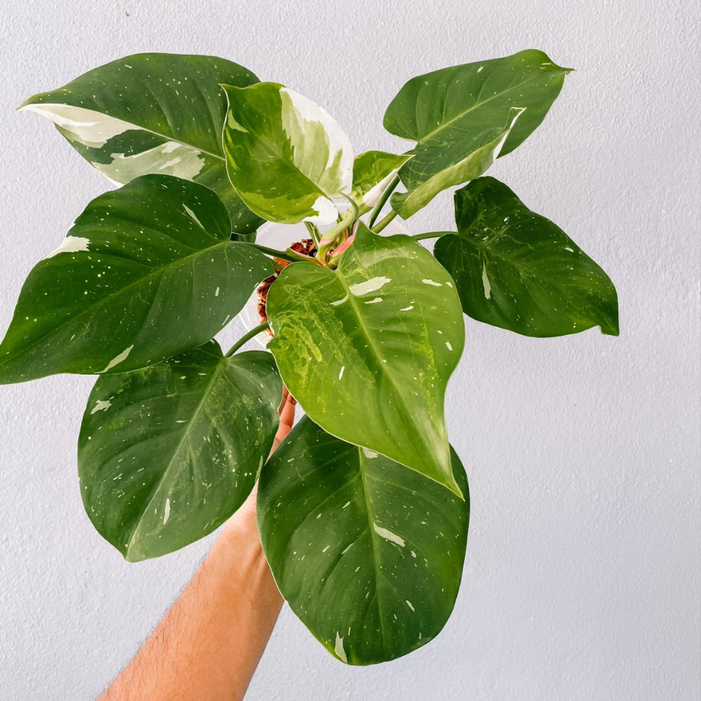Philodendron White Princess Plant