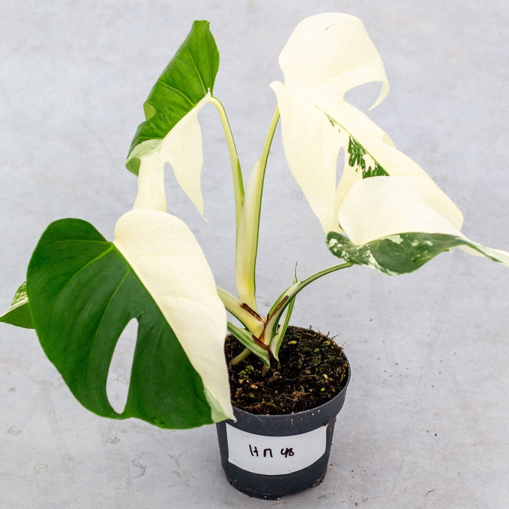 Monstera Half Moon Plant Part 2