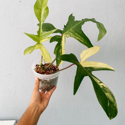 Florida Beauty Philodendron Plant