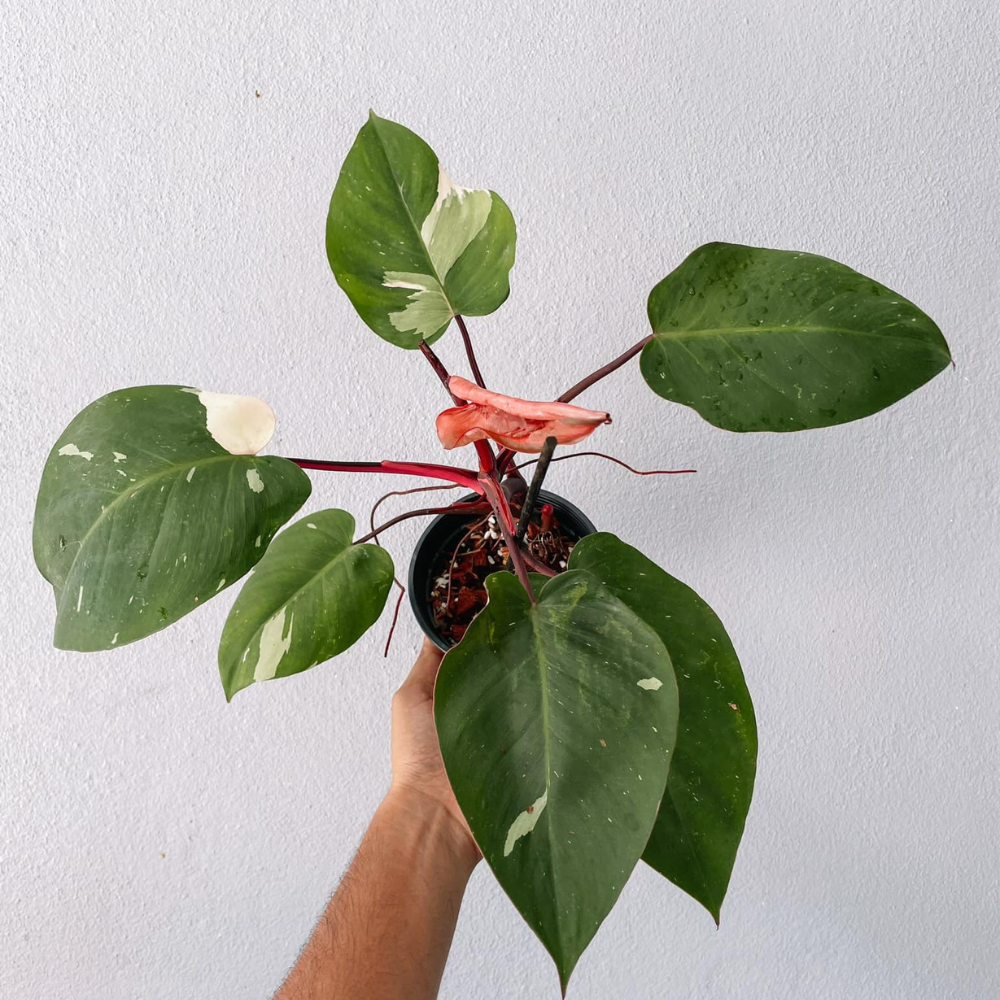 Philodendron White Princess Plant