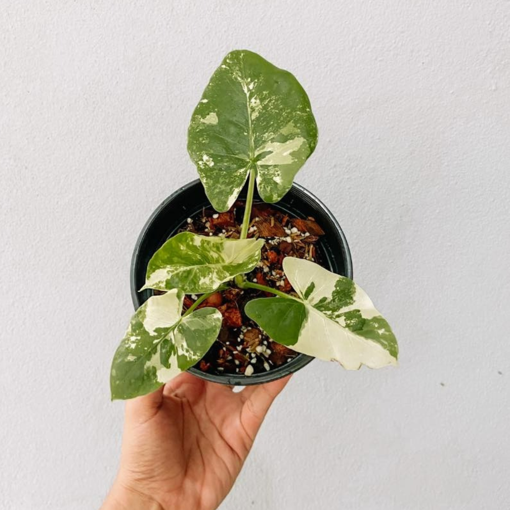 Alocasia Macrorrhiza Albo Variegated Plant