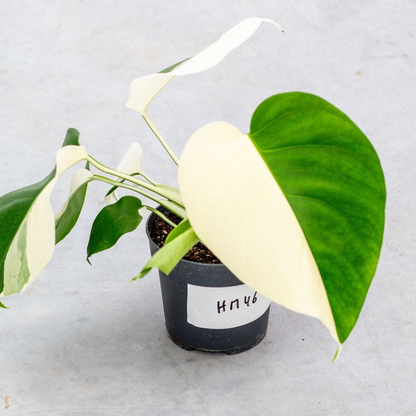 Monstera Half Moon Plant Part 2