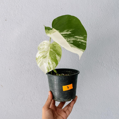 Monstera Albo Variegated Cutting With POT
